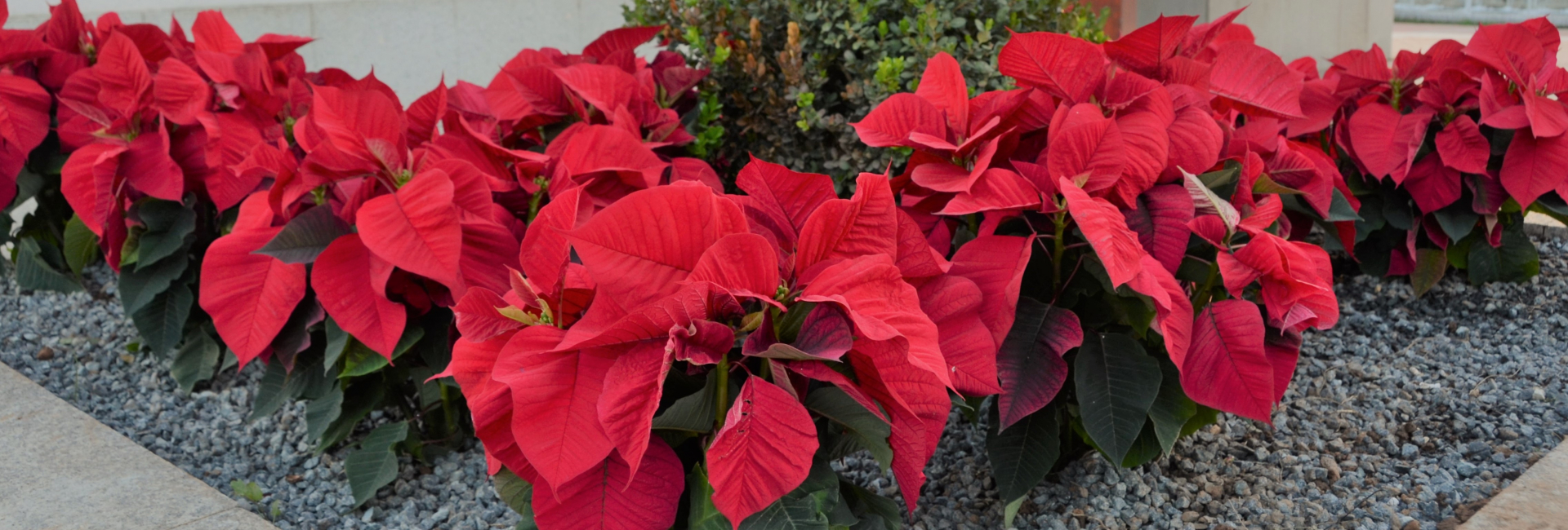 (Português) Flores de natal na rua