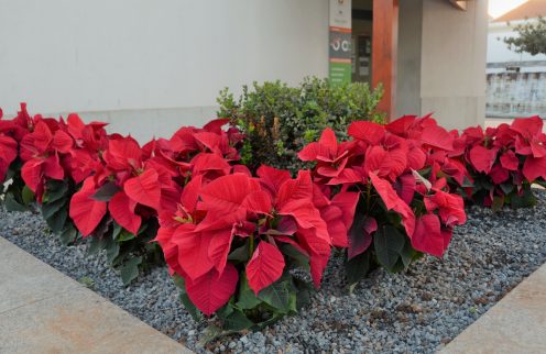 (Português) Flores de natal na rua